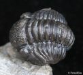 Curled Up Gerastos Trilobite - Morocco #2507-2